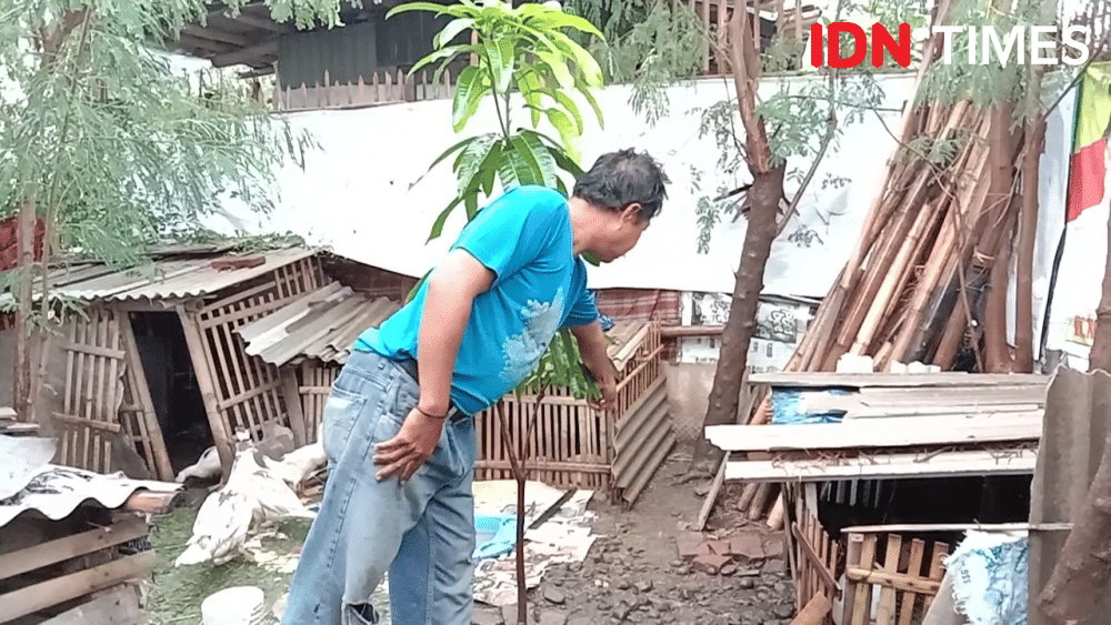 Seekor ular piton ditangkap warga saat memangsa seekor mentok di Kelurahan Pesurungan Lor, Kecamatan Margadana, Kota Tegal, Selasa (17/12) siang. IDN Times/Haikal Adithya