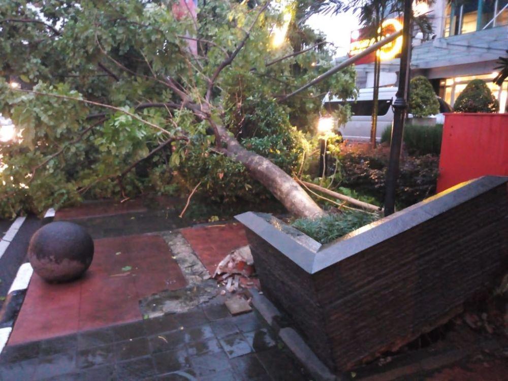 [BREAKING] Saksi: Tak Ada Korban dari Pohon Tumbang di Bandung