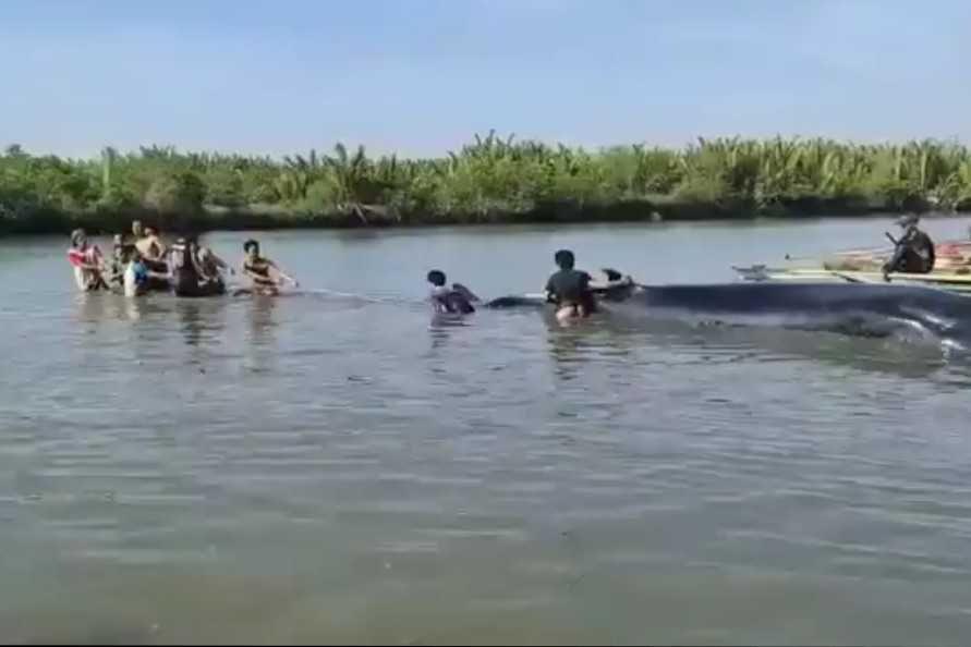Paus Terdampar di Cilacap, Susi Panggil Warga yang Berhasil Evakuasi