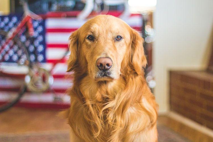 9 Gangguan Kesehatan yang Biasanya Menyerang Golden Retriever