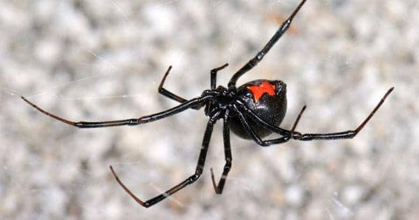 Sering Memangsa Pejantan, Inilah 5 Fakta Menarik Dari Black Widow