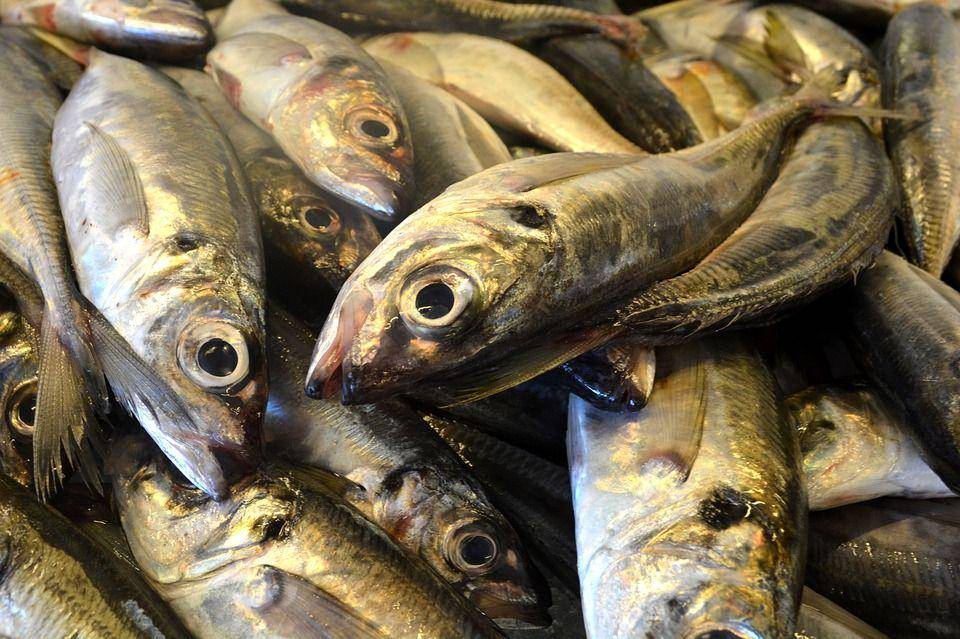 Ilustrasi ikan kod (pixabay.com/michelmondadori)