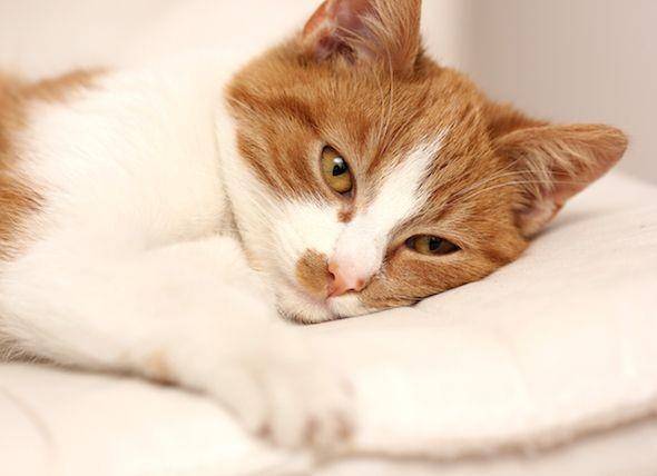 petmd.com