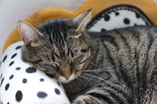 catfortoday.com