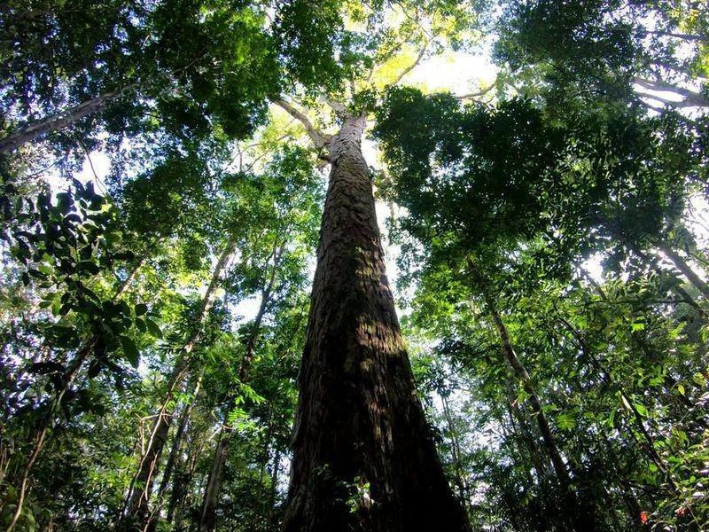 Menakjubkan, Pohon Tertinggi di Hutan Amazon Telah Ditemukan!