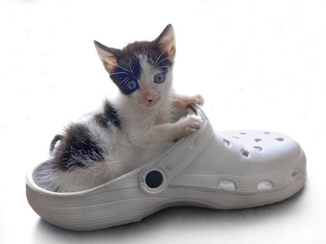 Kucing 101: 5 Penyakit yang Biasa Menyerang Anak Kucing, Wajib Tahu!
