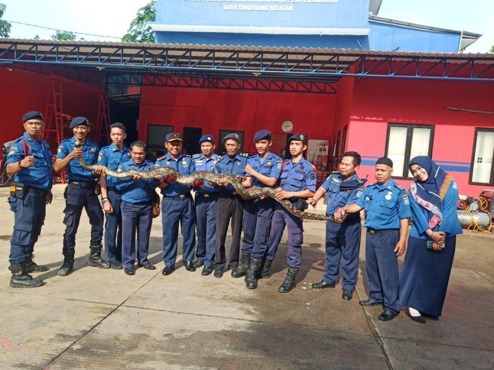 Telan kucing anggora, ular piton di pamulang bikin heboh warga