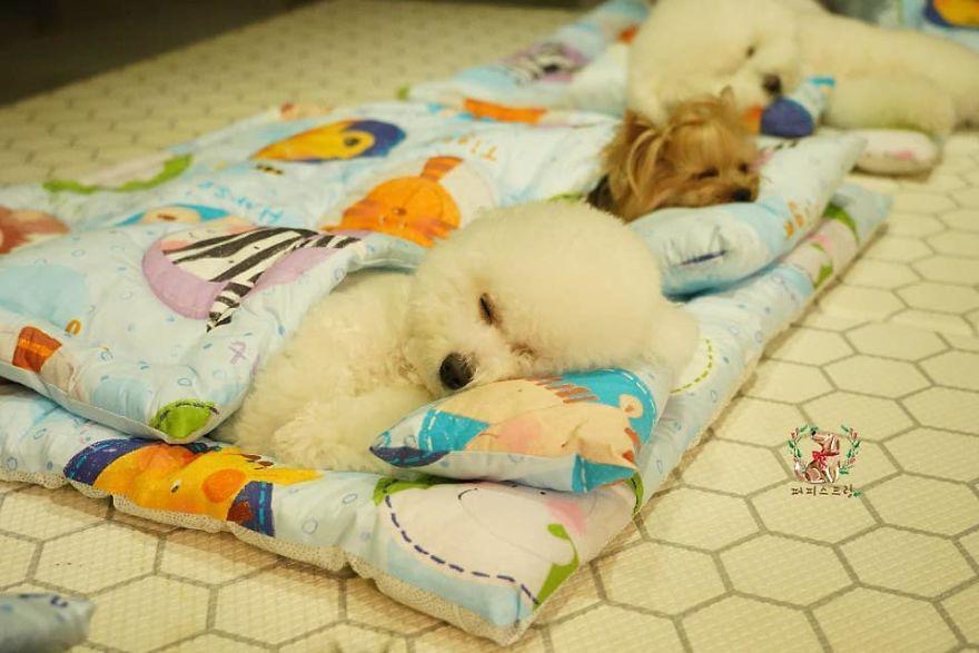 10 Potret Anjing Bobo Manja di Tempat Penitipan Ini Imutnya Kebangetan