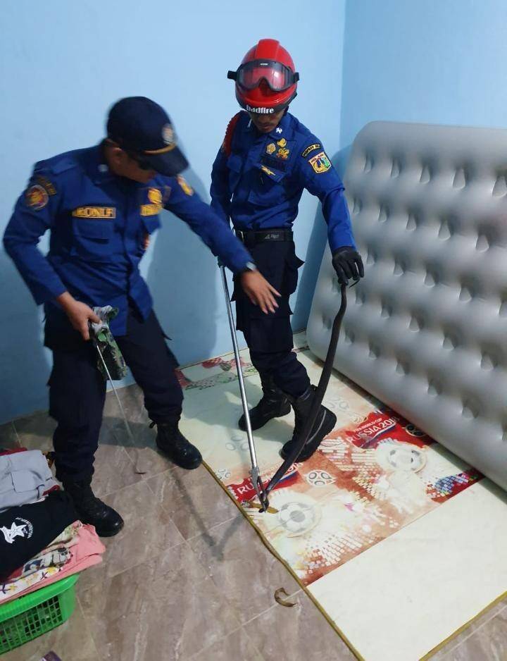 Evakuasi induk ular kobra di bawah kasur warga Kecamatan Kembangan, Jakarta Barat, Senin (23/12) malam (Dok. Damkar Jakbar)