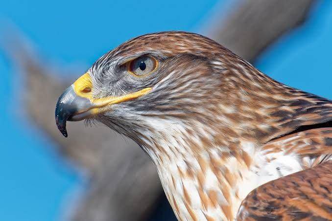audubon.org