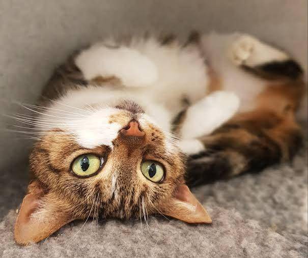 animalsindistress.uk.com