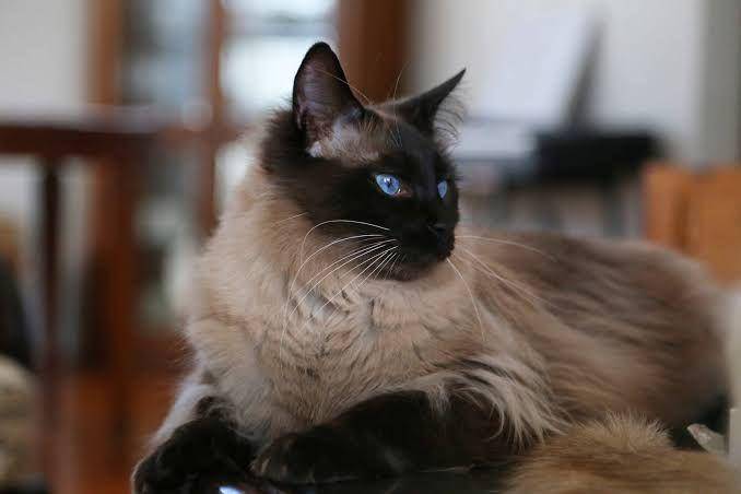 provenancecats.com