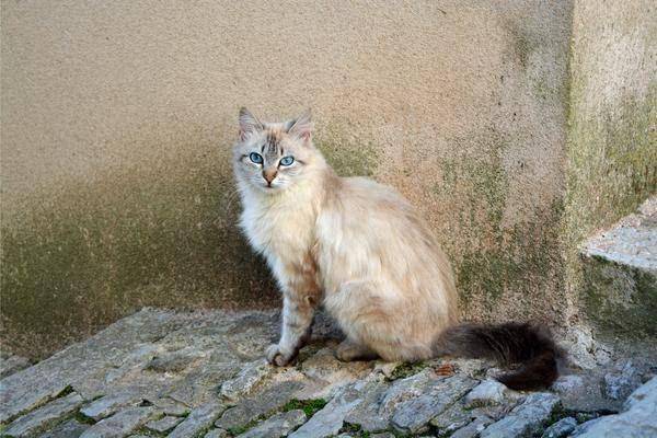 prettylittercats.com