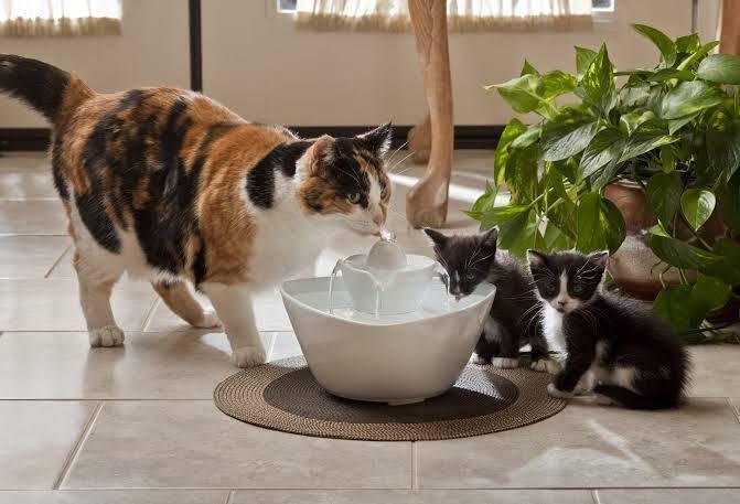 Kucing 101: Ciri-ciri Kucing Dehidrasi yang Harus Kamu Perhatikan