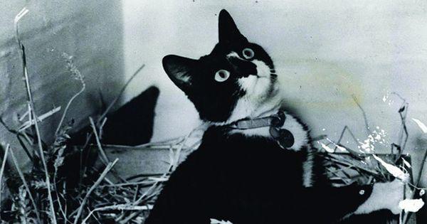 5 Fakta Unsinkable Sam, Kucing Pelaut Legendaris dari Perang Dunia II