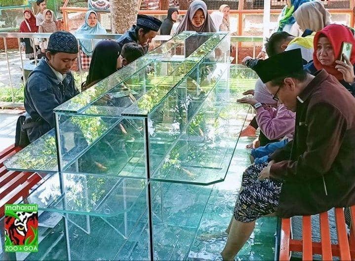 Libur Nataru, Maharani Zoo Dibanjiri Pengunjung Wisata