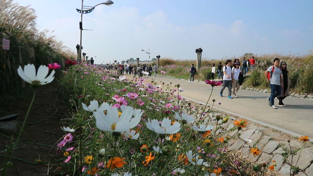 10 Alasan Haneul Park Wajib Dikunjungi Saat Autumn di Korea Selatan