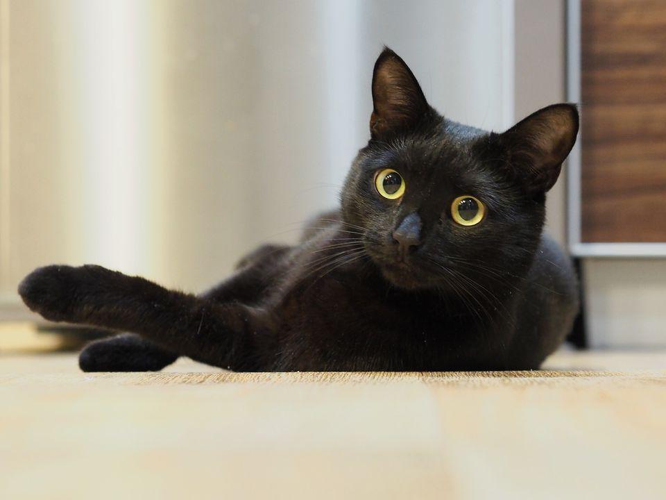 5 Fakta Menarik Tentang Kucing Hitam, Sudah Tahu?