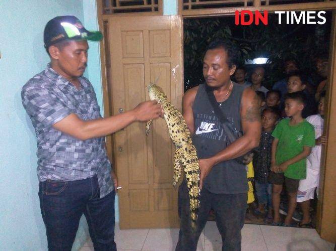 Warga menunjukkan anak buaya yang menampakkan diri di tepi Sungai Tunggal Desa Selabaya, Kecamatan Kalimanah, Purbalinga, Senin (30/12). IDN Times/Rudal Afgani