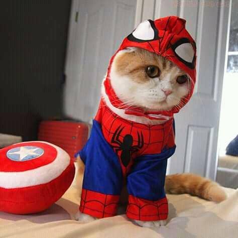 Super Hero Sampai Horor, Ini 8 Foto Kucing Tirukan Tokoh dalam Film