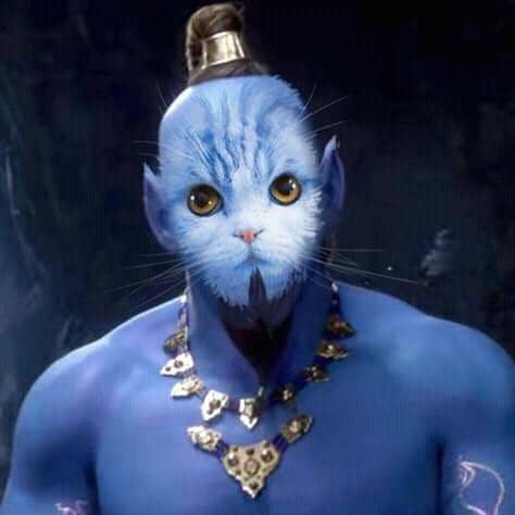 facebook.com/Waffles the Cat