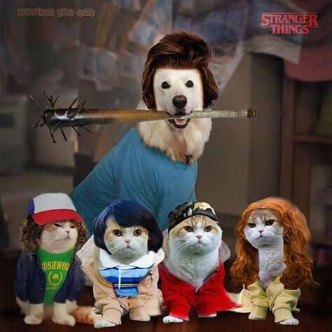 facebook.com/Waffles the Cat