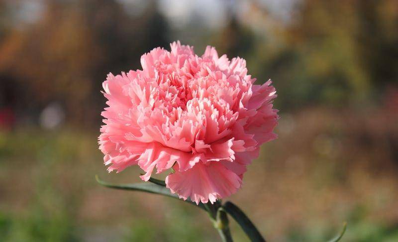flowerspictures.org