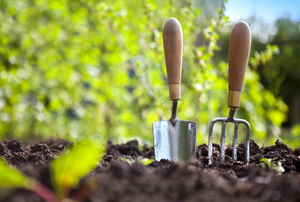 Berkebun Punya Manfaat untuk Kesehatan, Ini 7 di Antaranya!