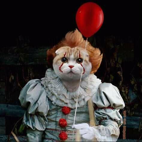 facebook.com/Waffles the Cat