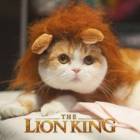 facebook.com/Waffles the Cat