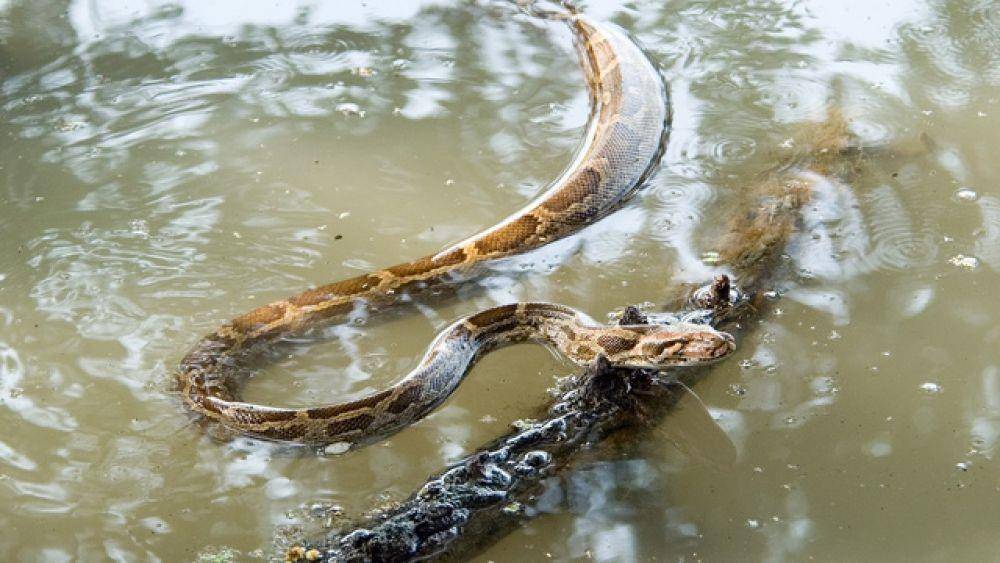 kenapa ular muncul saat banjir