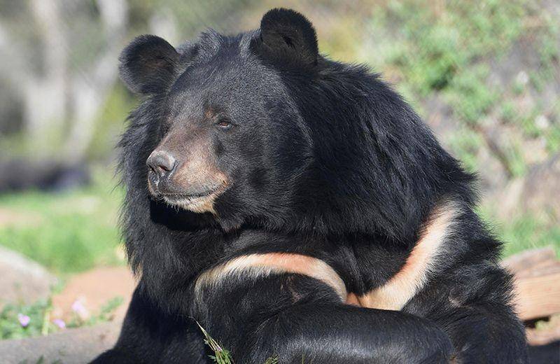 lionstigersandbears.org