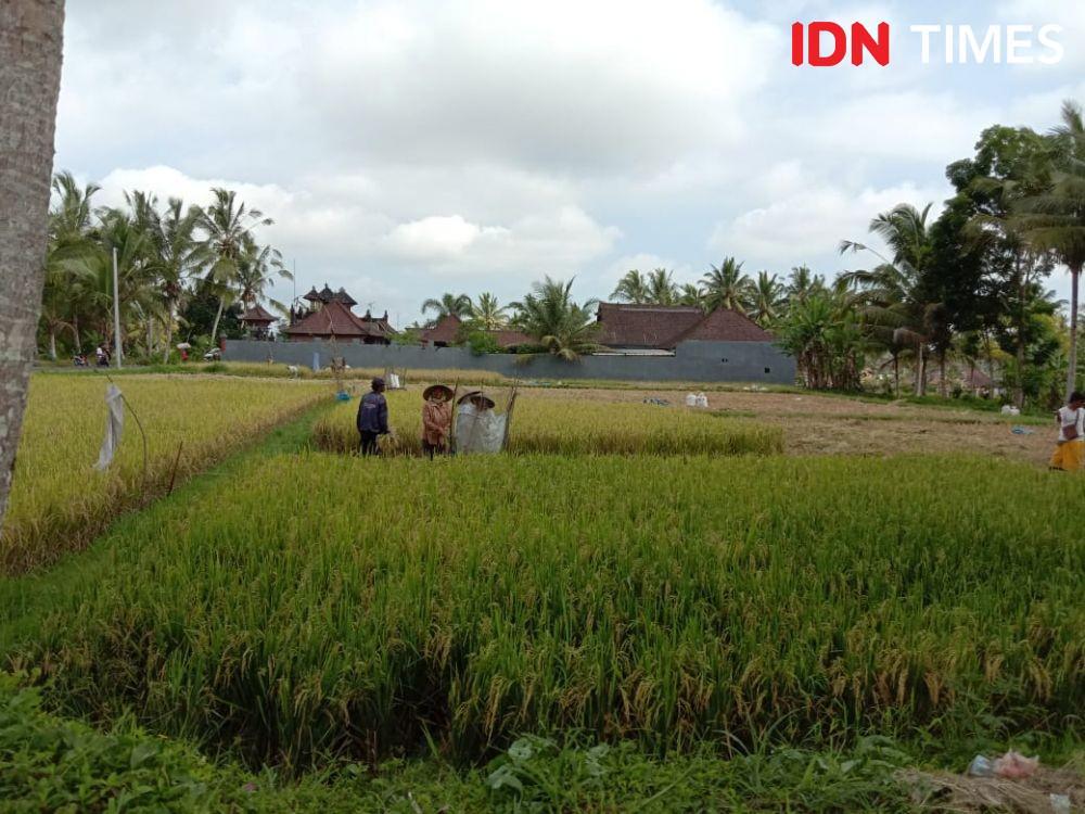 Musim Penghujan, Petani Bali Diimbau Waspada Banjir dan Tanah Longsor