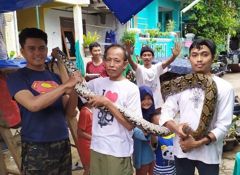 Menemukan Ular di Bekasi dan Bogor? Segera Hubungi Relawan Ini
