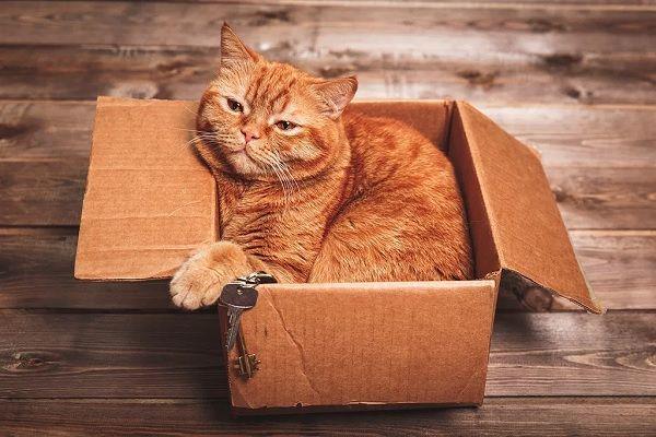 10 Tingkah Konyol Kucing dengan Kardus Bekas, Gemas Banget!