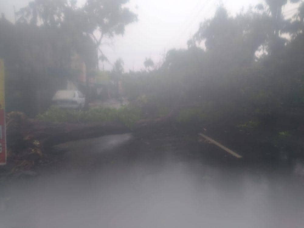 Sebuah pohon tumbang akibat hujan deras disertai angin di Surabaya, Minggu (5/1). (Dok. IDN Times/Istimewa)