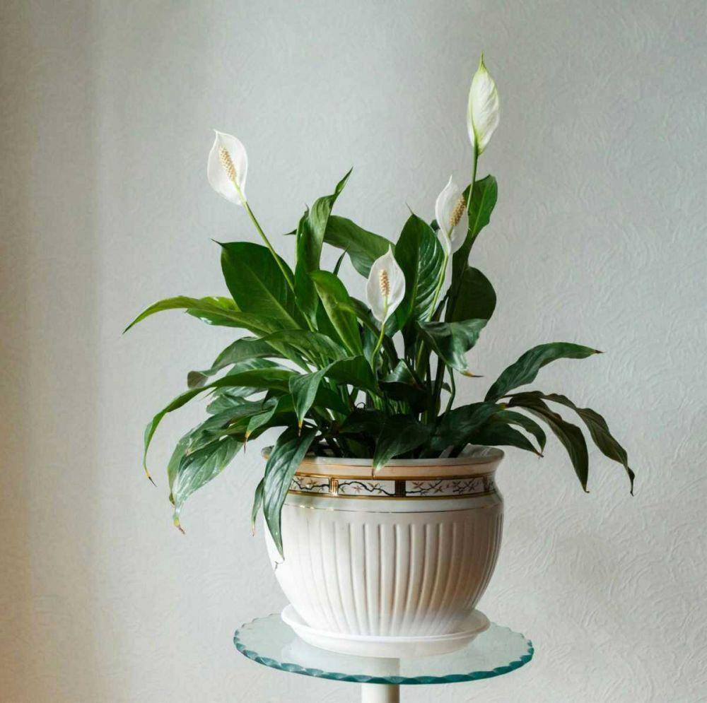sanityplants.com