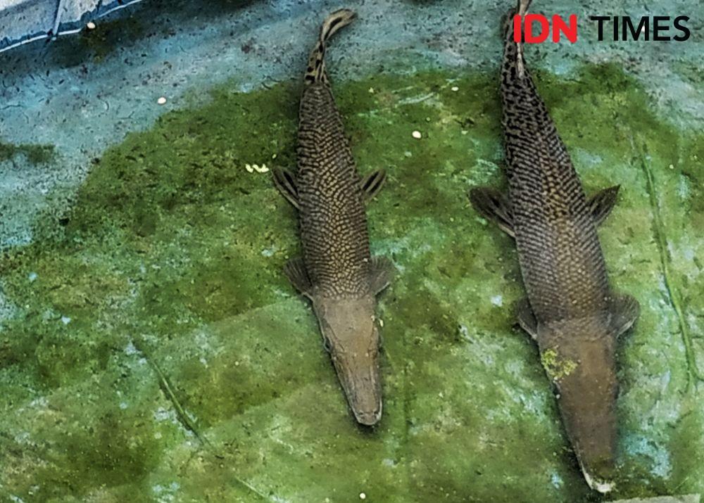[FOTO] Ini Ikan Aligator yang Gigit Balita di Lapas Perempuan Sukamiskin