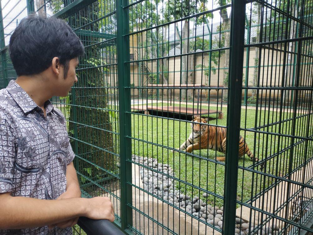 Cerita Alshad yang Ingin Bangun Penangkaran Harimau Benggala