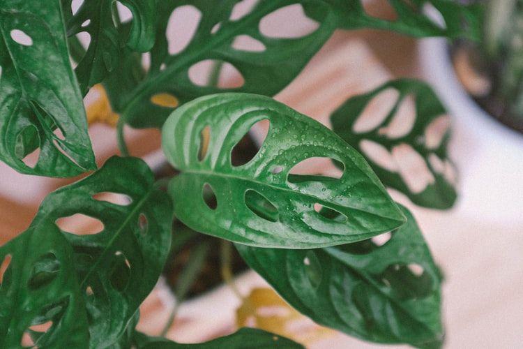 Gak Tahan Panas, 5 Fakta Tanaman Monstera Obliqua yang Berdaun Unik