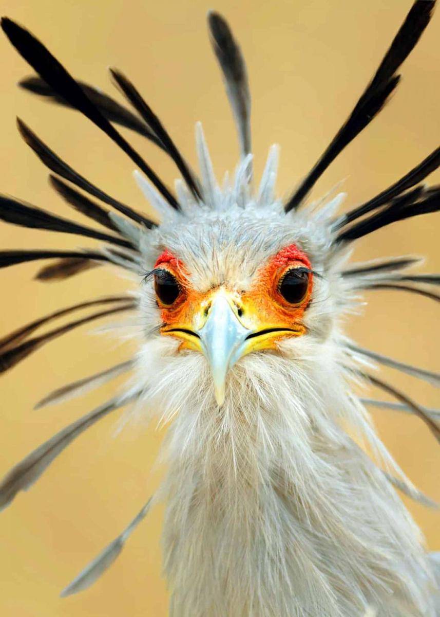 justbirding.com