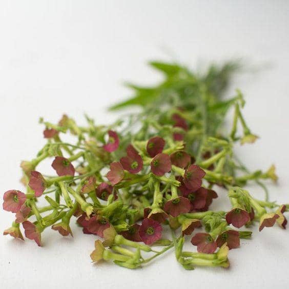 Pinterest/Floret Flower Farm