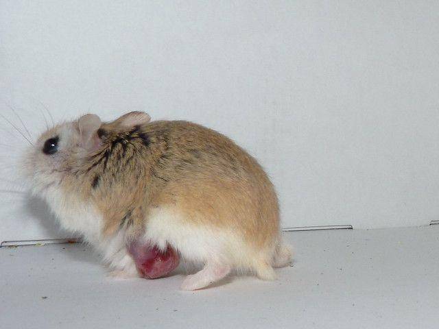 hamstercentral.com