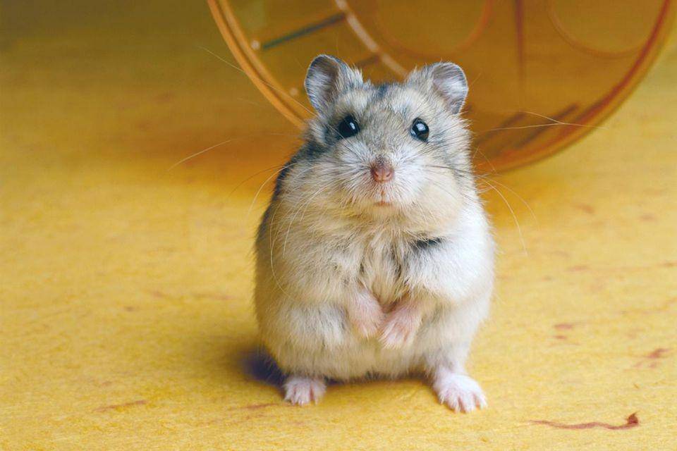thesprucepets.com
