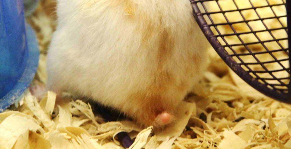 thesprucepets.com