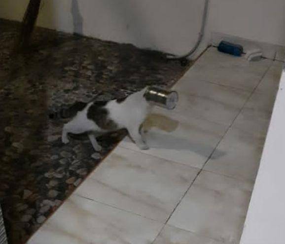 Kucing terperangkap dalam kaleng (Dok. Damkar Jagakarsa)