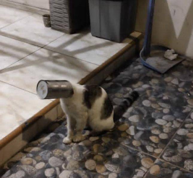 Kucing terperangkap dalam kaleng (Dok. Damkar Jagakarsa)