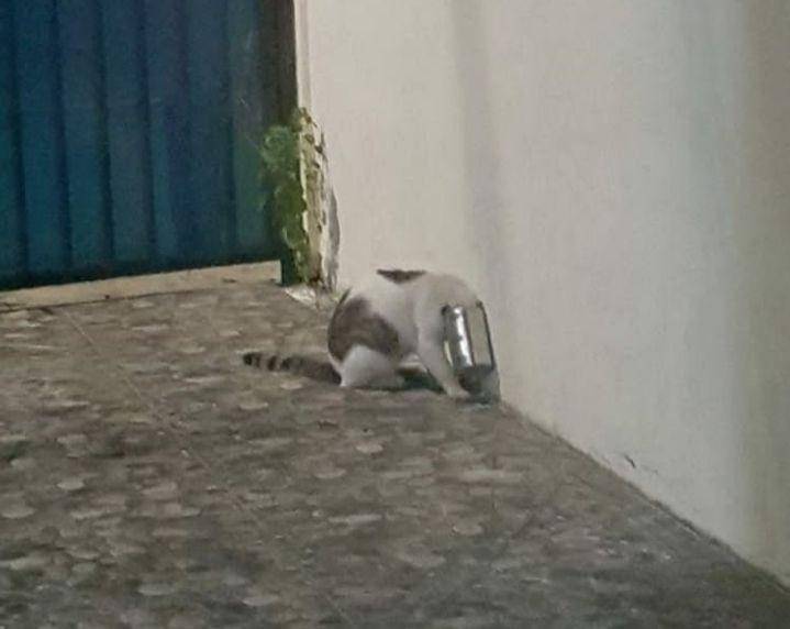 Kucing terperangkap dalam kaleng (Dok. Damkar Jagakarsa)