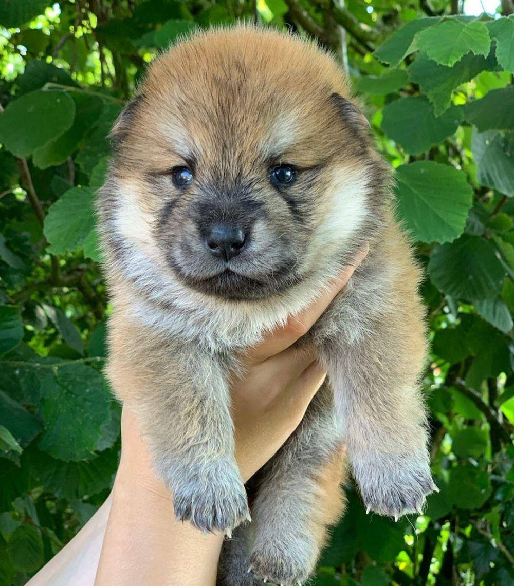 Instagram.com/celticstar_kennels