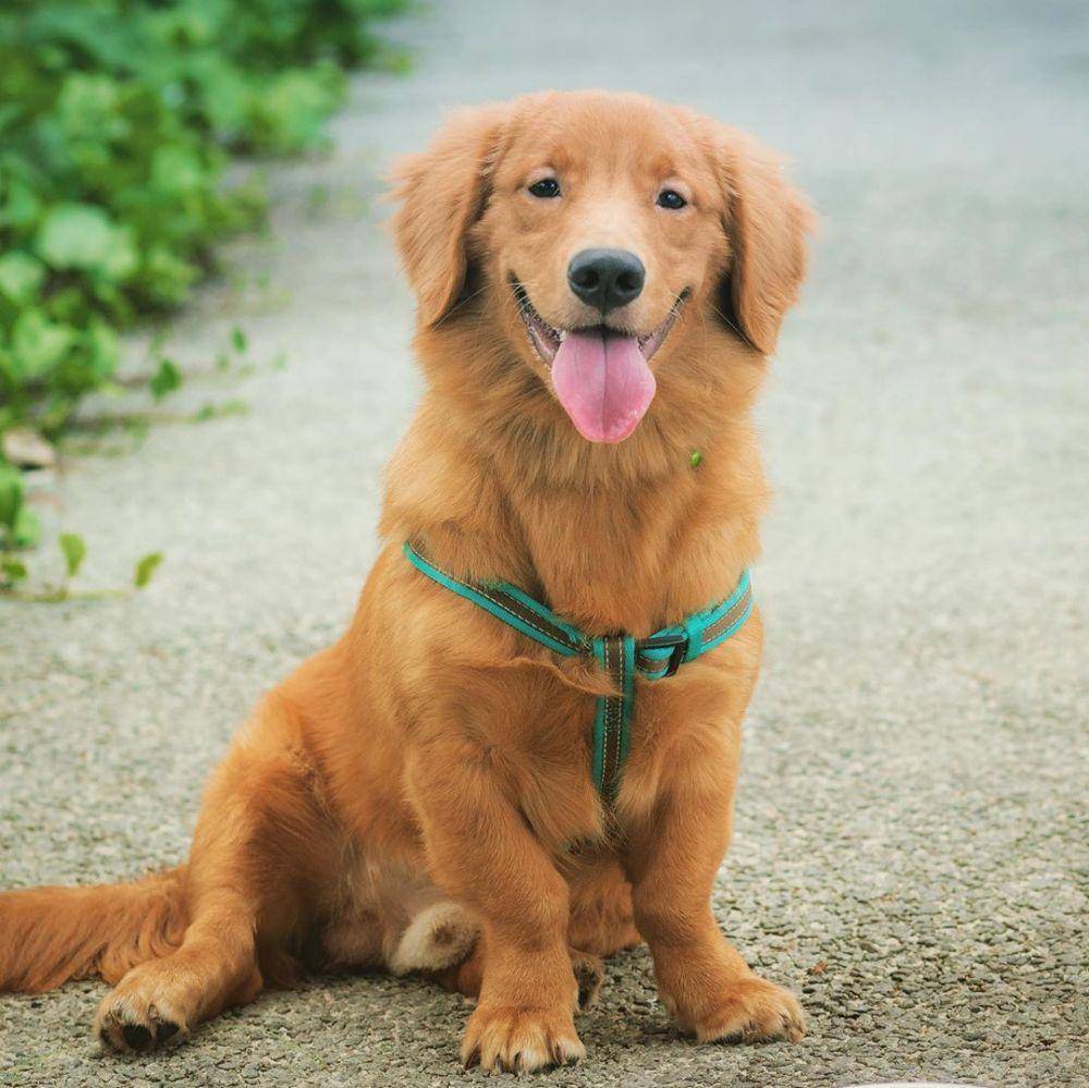 Instagram.com/coby_the_golden_dox